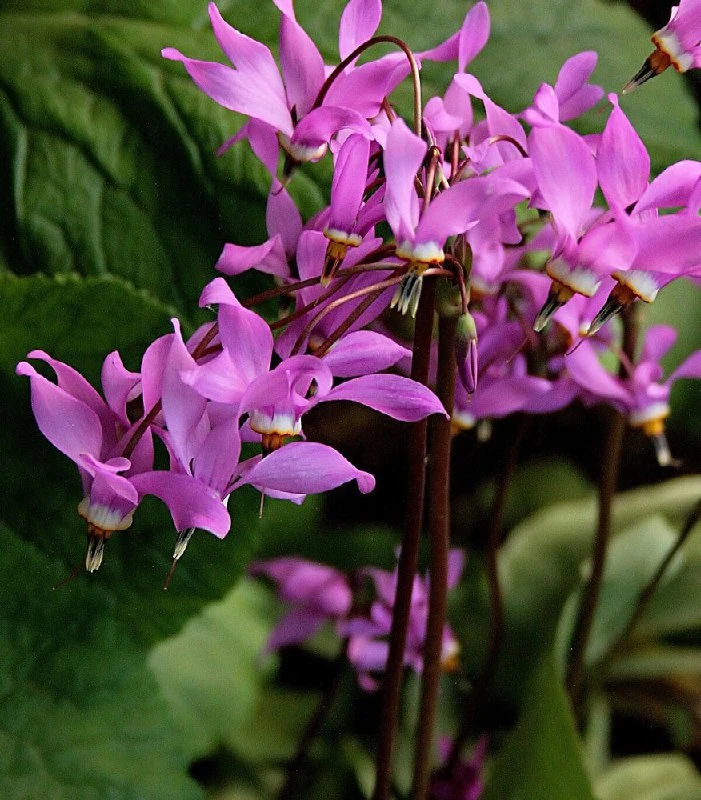 ДОДЕКАТЕОН 🌸