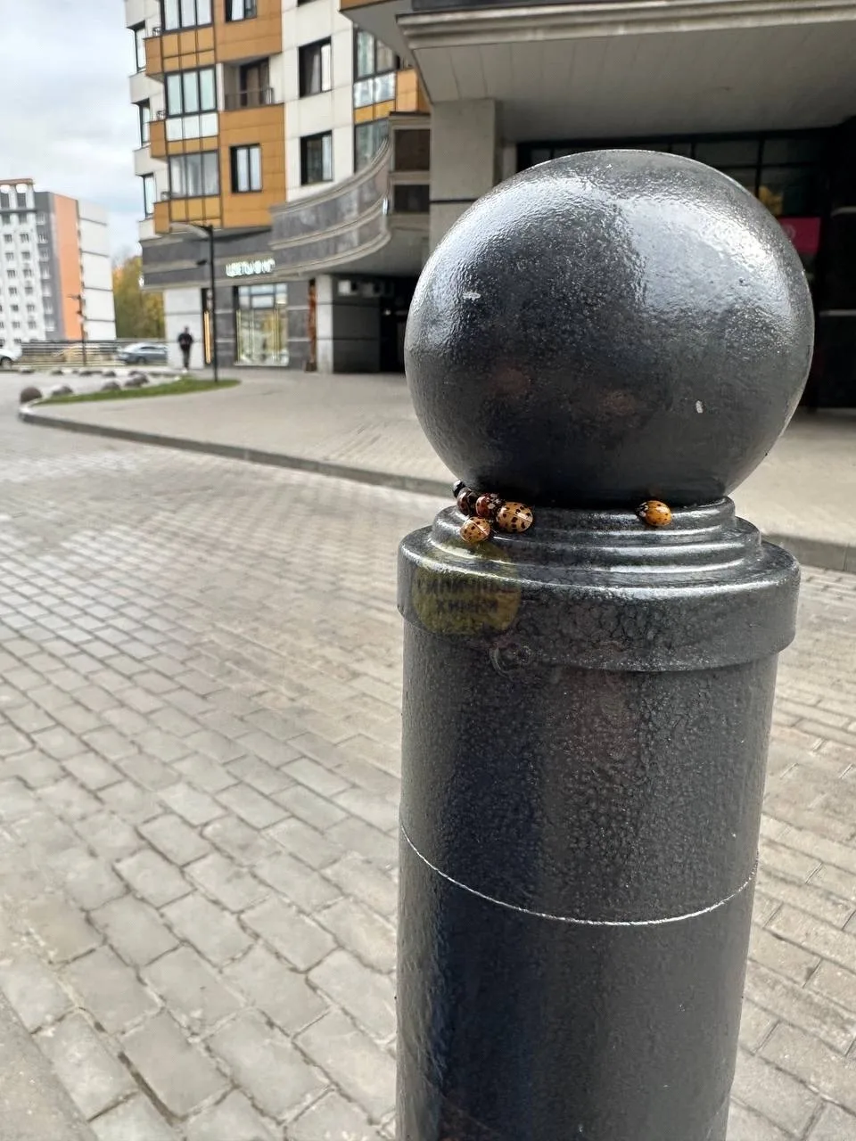 В Химках внезапное нашествие божьих коровок! 🐞