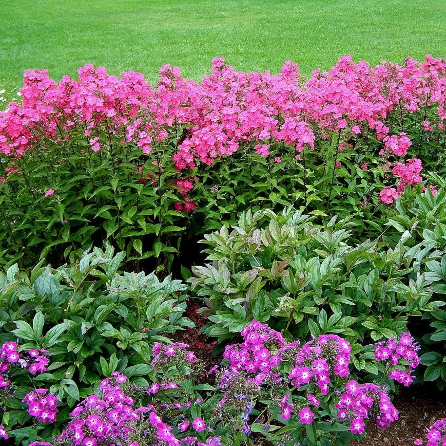 🌸 СТАРТОВАЛА АКЦИЯ НА ЛУКОВИЦЫ И КОРНИ ЦВЕТОВ ОСЕННЕЙ ПОСАДКИ!