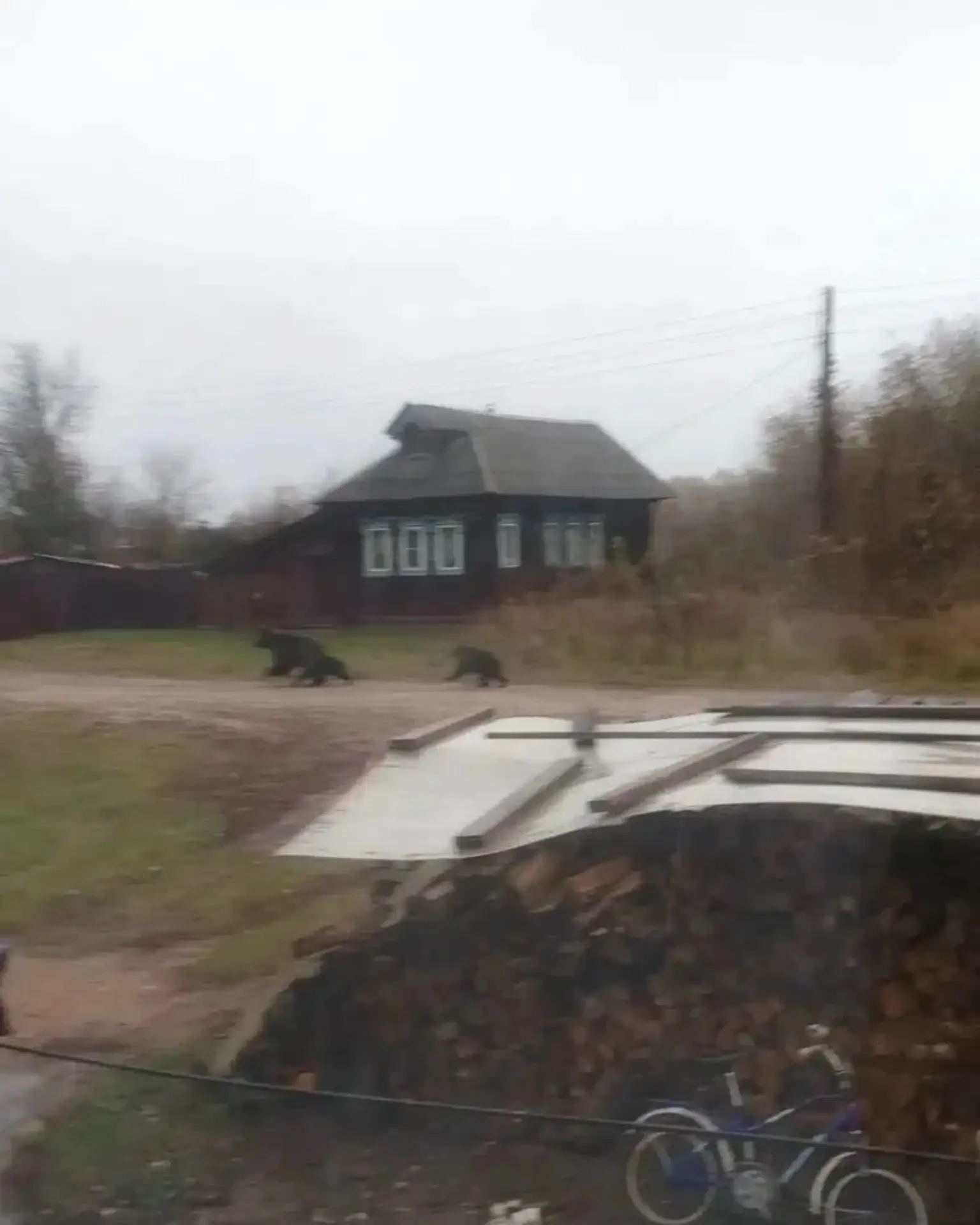 Медведицу с двумя медвежатами заметили в поселке Великовском Лысковского района