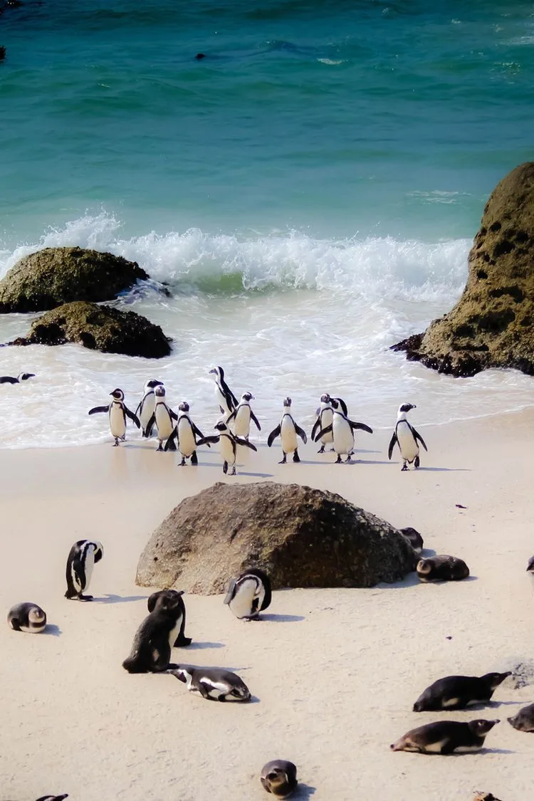 🐧🇿🇦тур мечты (такими кейсами делимся редко)