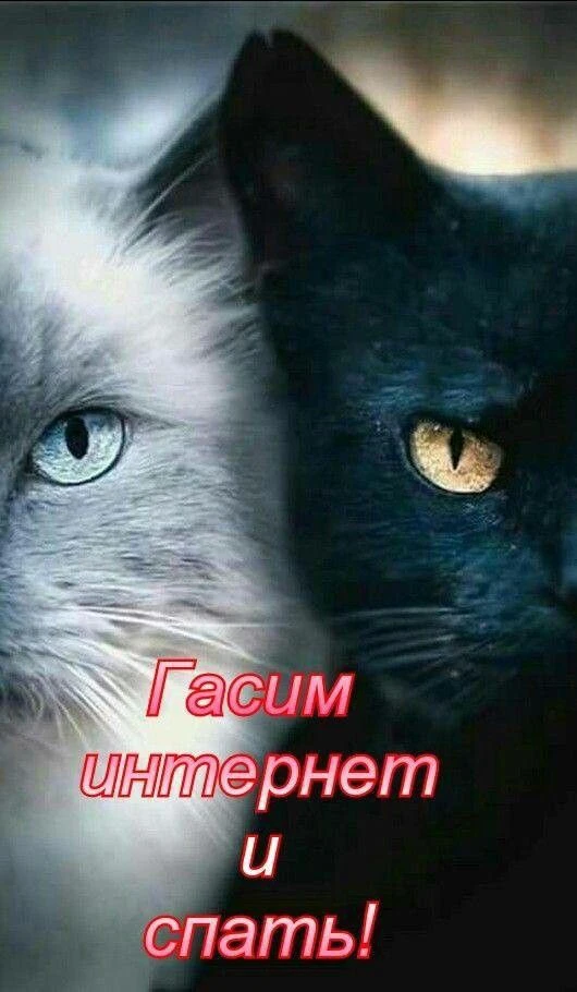 Спокойной ночи 😴🌙