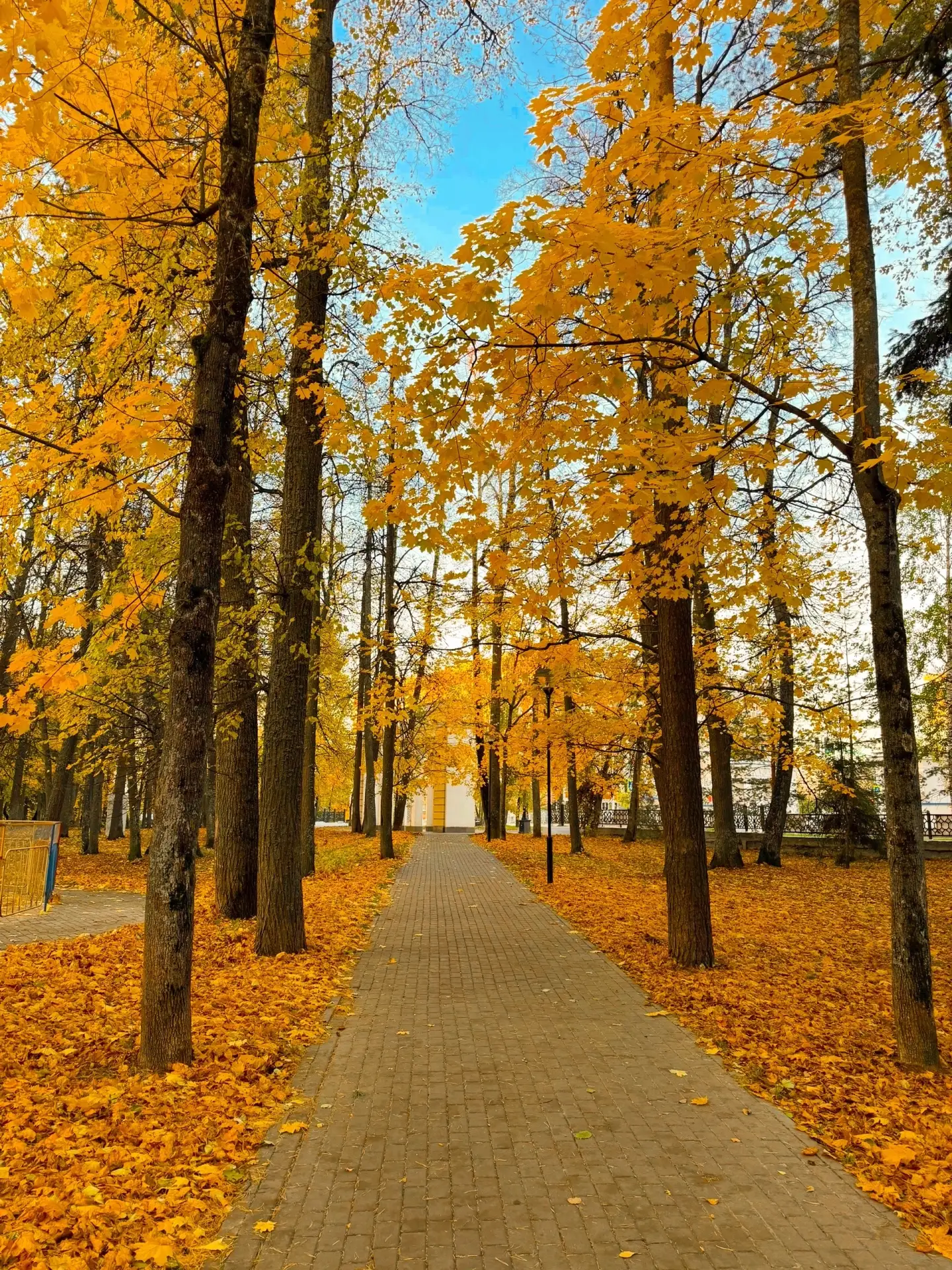 Золотая осень тихо бродит по аллеям🍁