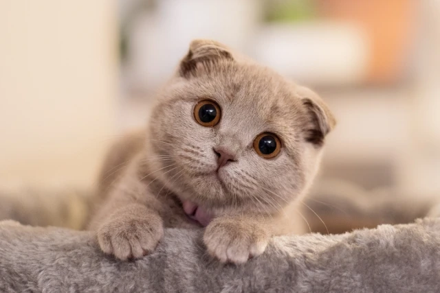 🐈‍⬛ Годами лечила анемию, а виновата оказалась кошка: необычный случай у подмосковных ...