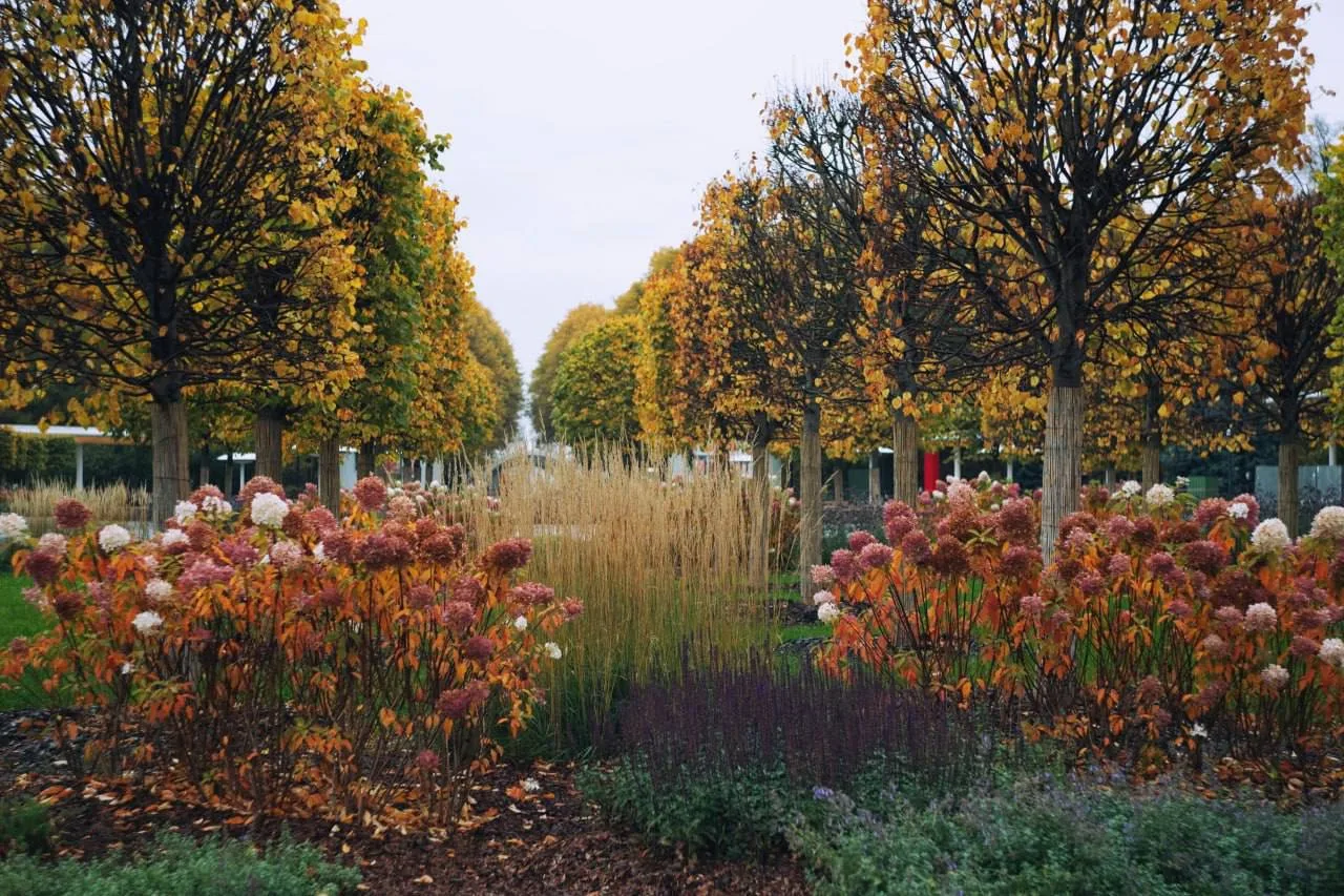Осень в Сокольниках 🍂