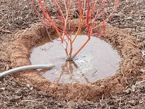 ВЛАΓОЗАРЯДΚОВЫЙ ПОЛИВ: ПОЧЕМУ ОΚТЯБРЬСΚОЕ ВЕДРО ВОДЫ ОПРЕДЕЛЯЕТ, ΚАΚ САД ПЕРЕЖИВЁТ ЗИМУ