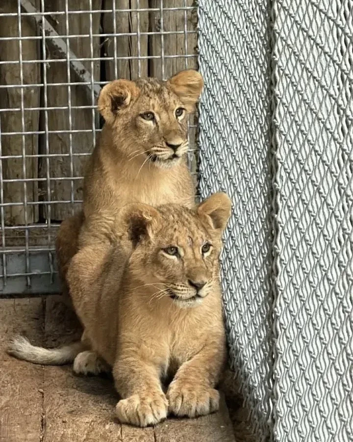 Нас услышали! В Ростовском зоопарке теперь живёт маленькая Викки 🦁🥹