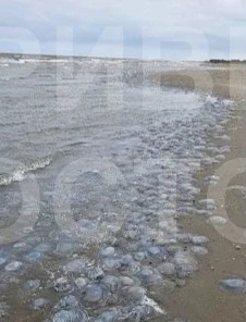 В Таганрогском заливе обнаружили резкий рост числа медуз в начале октября