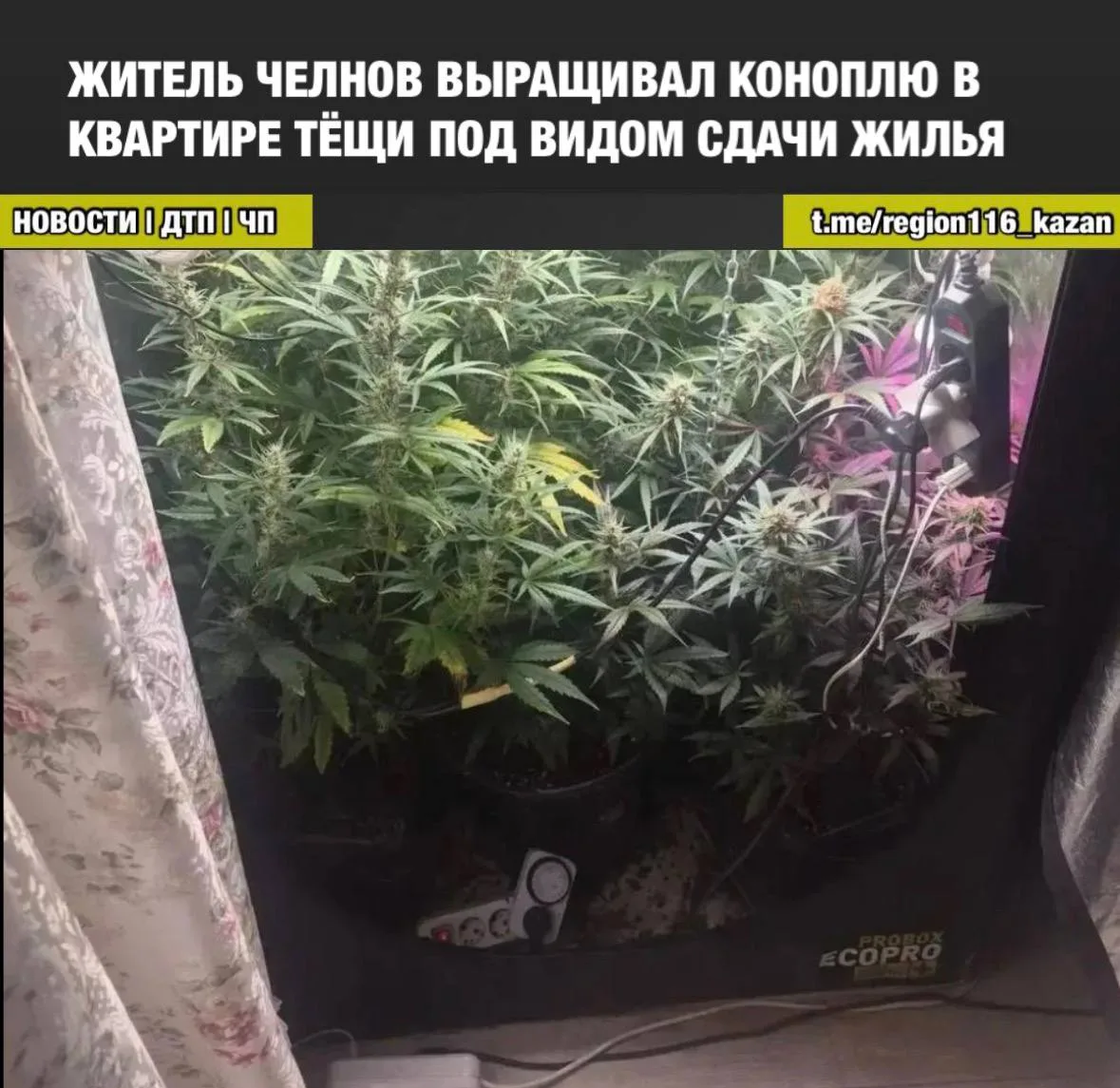 Квартиру родственницы подготовили для выращивания запрещённых растений