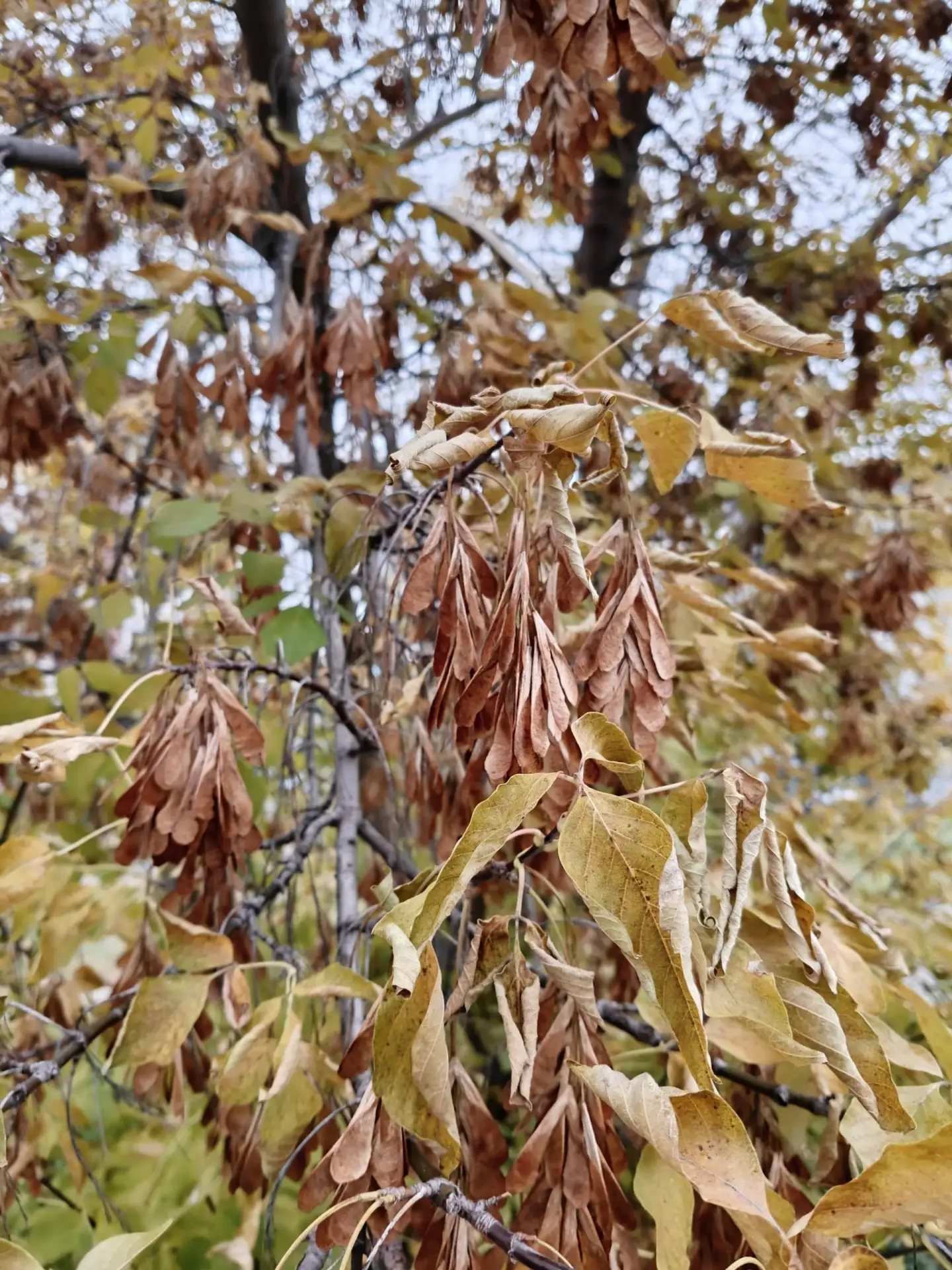 🍁 ОСЕННИЙ АНГАРСК🍁