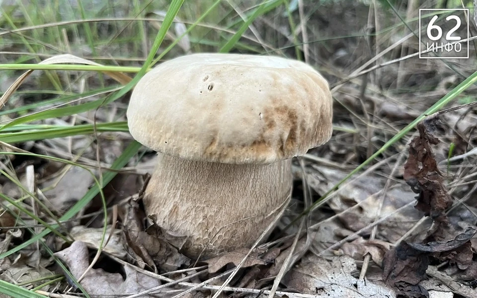 🍄‍🟫 Сезон еще продлится!
