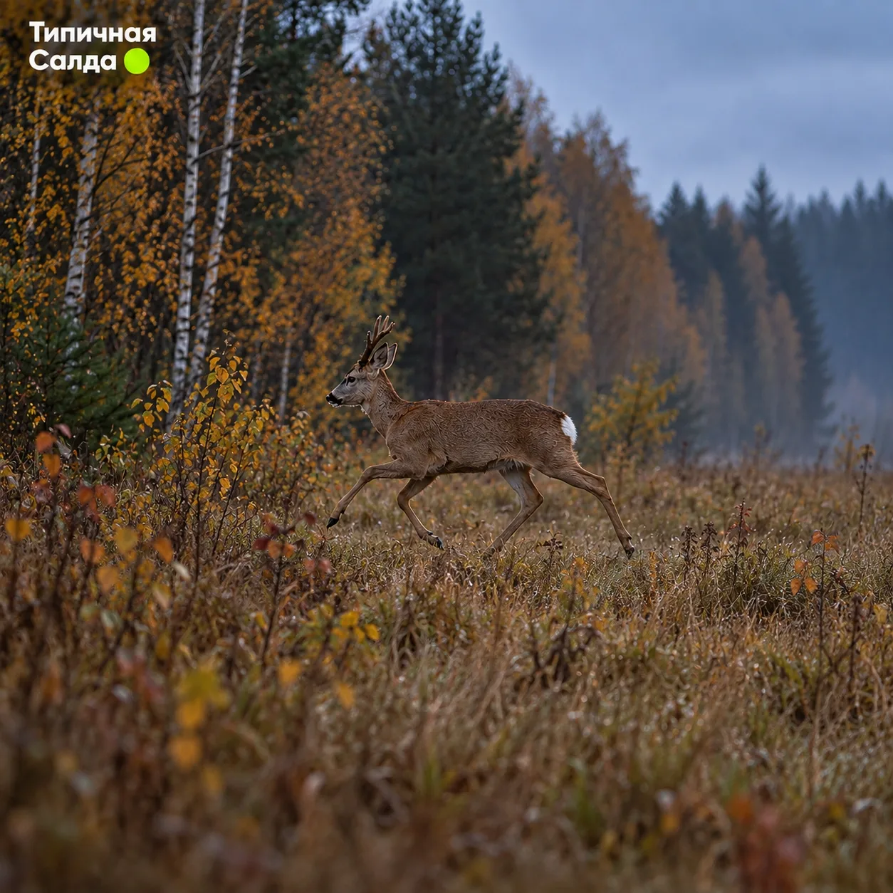 🦌 Сафари по-салдински: рогатые пешеходы вышли на трассу между нашими городами