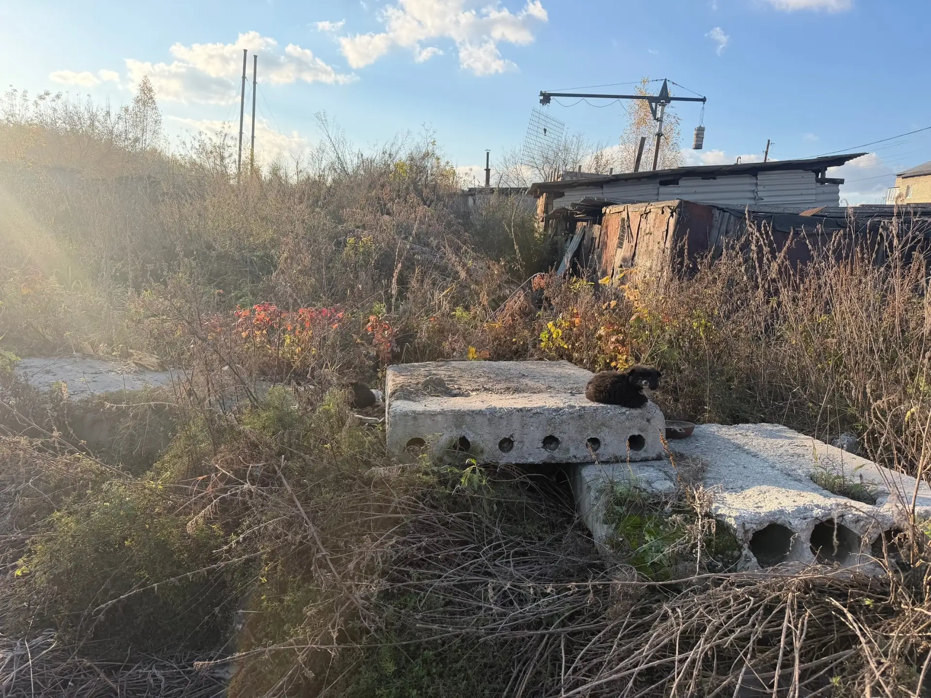 Здравствуйте, в районе 35 . Найдены щенки 🐶 3 шт за трех этажкой в сторону кладбище гд...