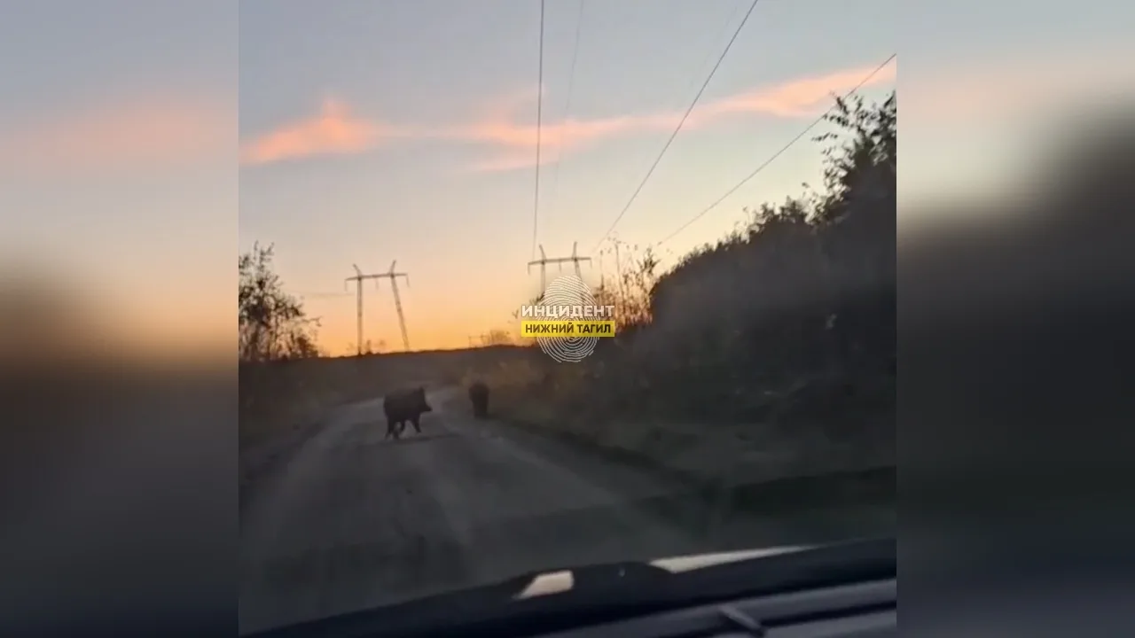 ⭕ Осторожно, кабаны! Под Нижним Тагилом дикие животные разгуливают по садам