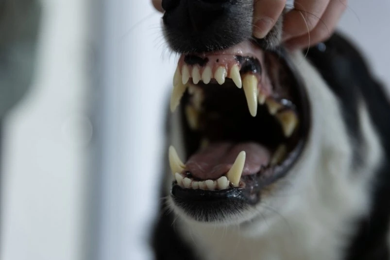 🐶Жительница Приморья поплатилась за "набеги" своих собак на соседский участок