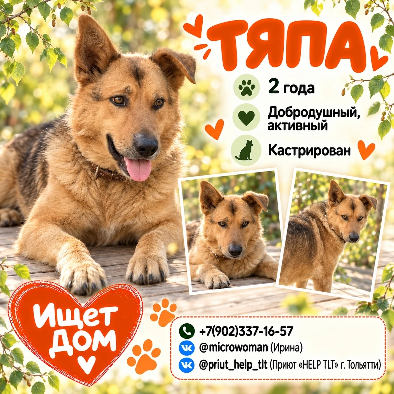🐶 Друзья, знакомьтесь с Тяпой! Размером с овчарку, а по добродушию, как шутят в приюте...