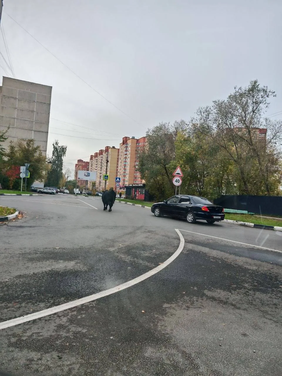 В Раменском у Зеленой околицы бегает бык, а за ним мужчины с палками — сообщают очевидцы.