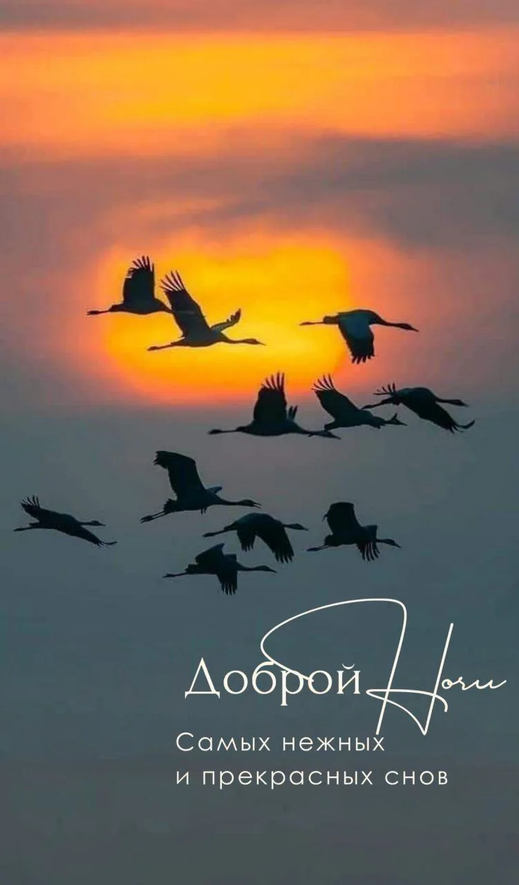 🩷🌙 Доброй ночи, дорогие читатели!