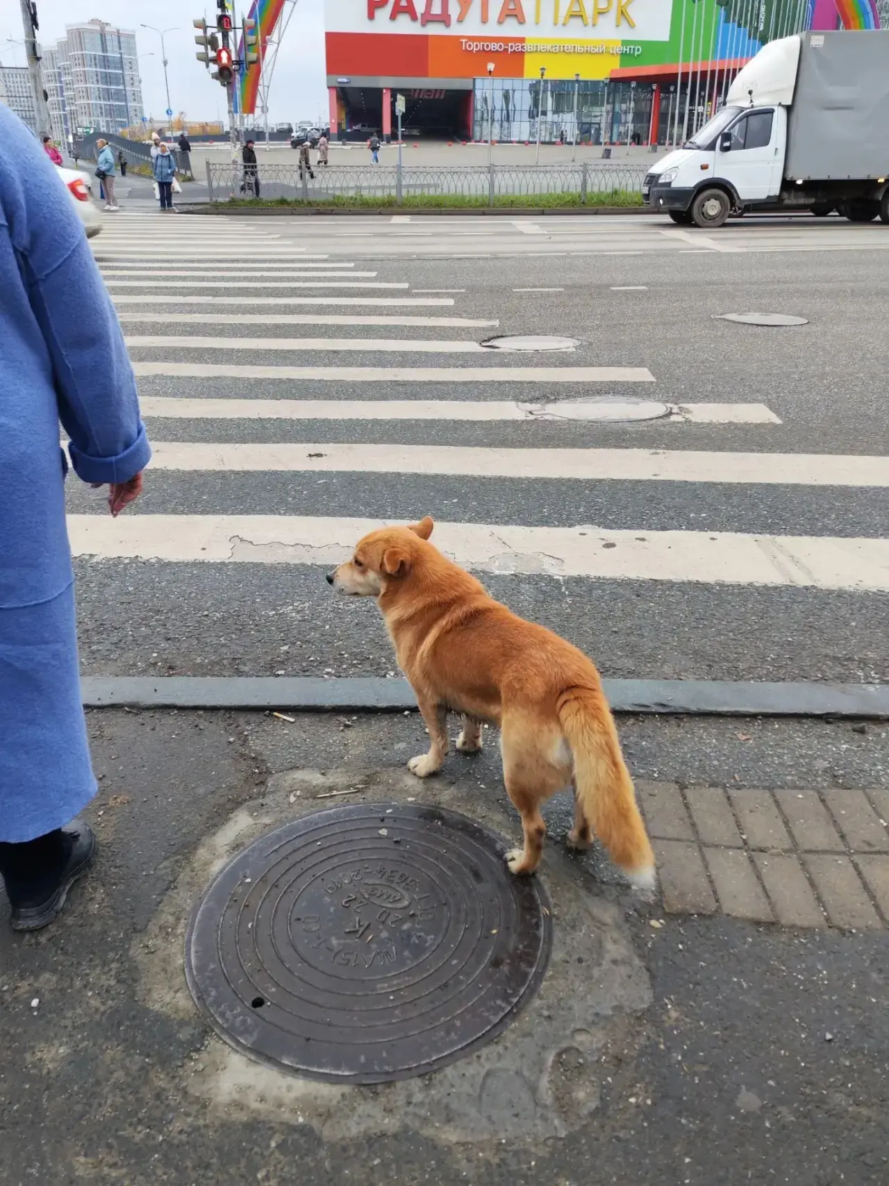 Замечена рыжая собака (Екатеринбург, ВИЗ)