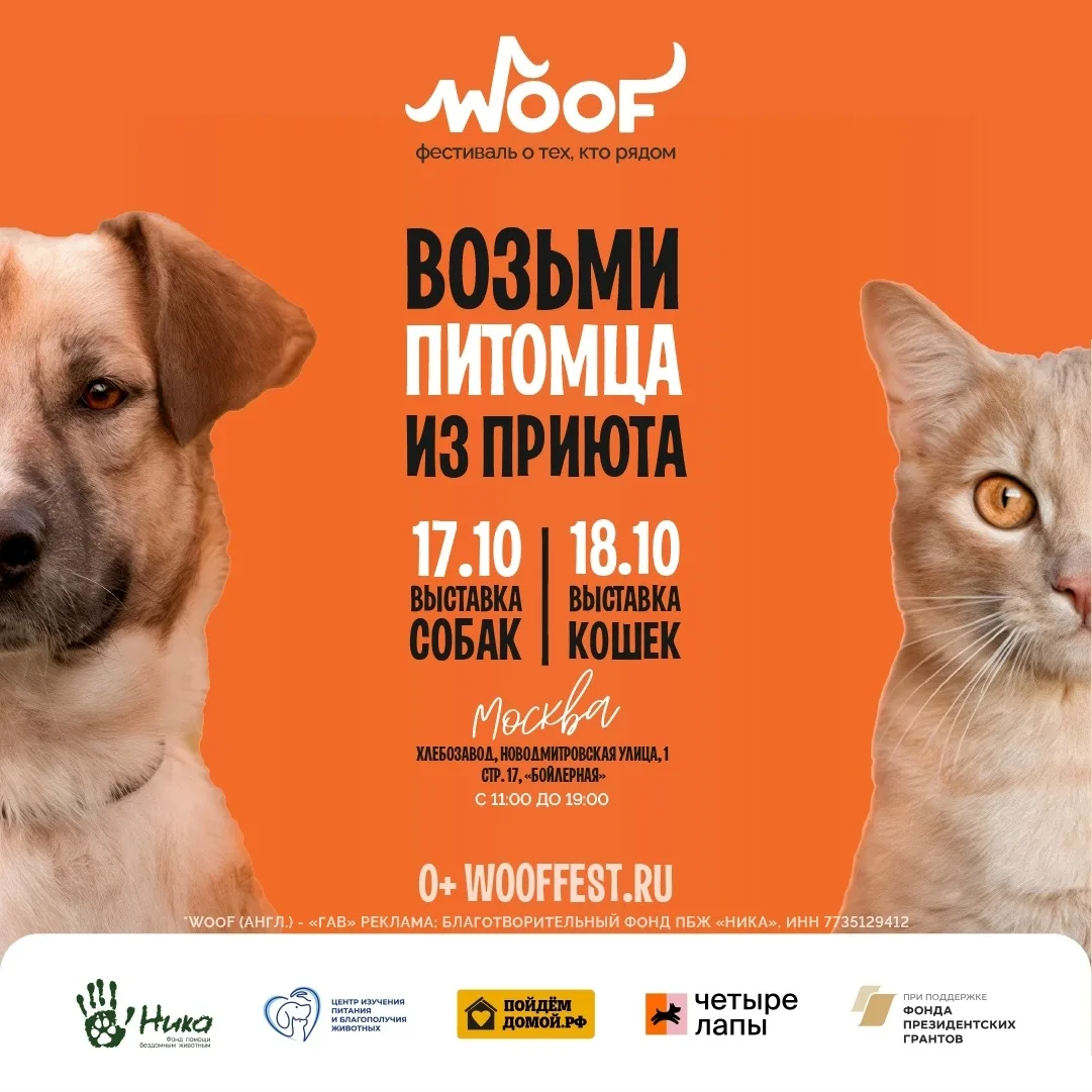 🐾 Более 300 собак и кошек будут искать дом на WOOF FEST в Москве