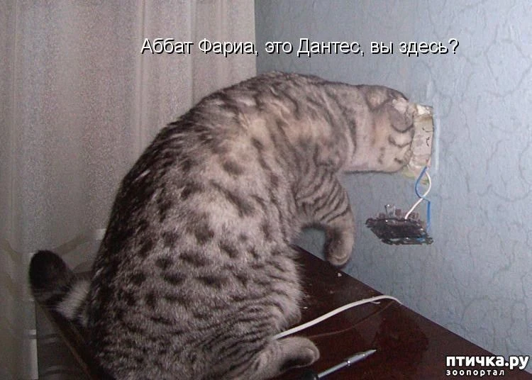 Любимый мем