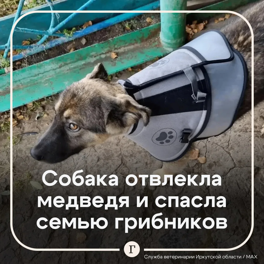 Ветеринары спасли собаку, которая защитила семью от медведя.