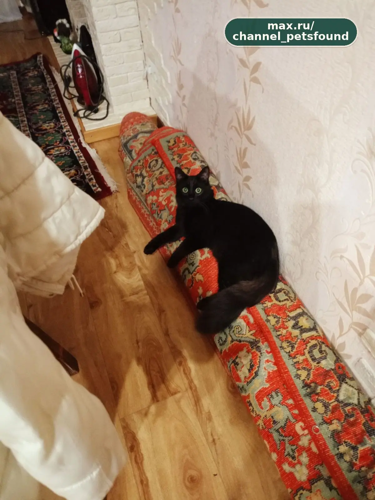 🐾 Пропал питомец — Электрогорск