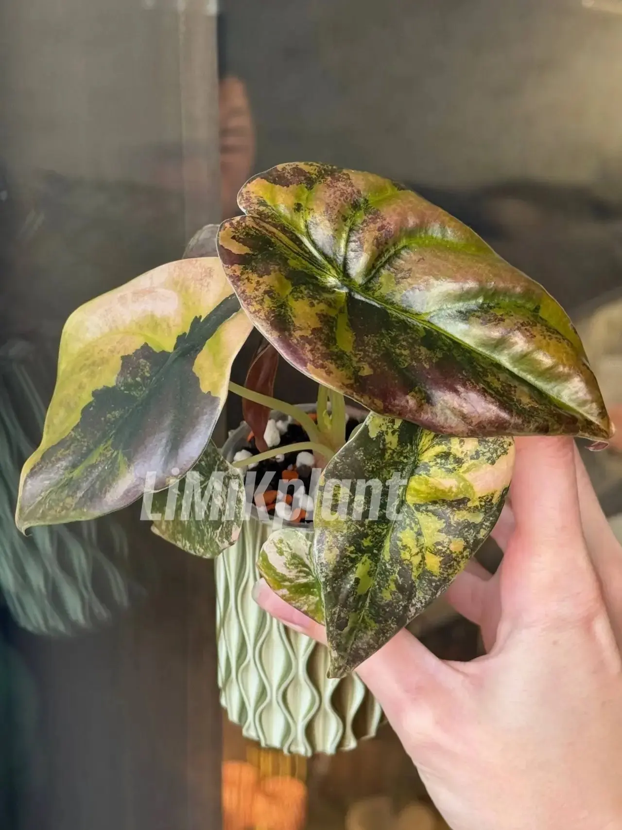 🌿Алоказия Купрея Голден Латте вар