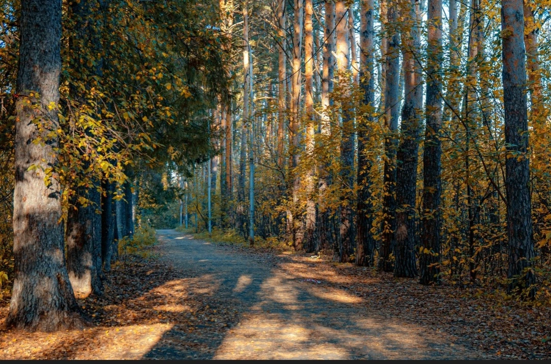 Осень в Оловянникова 🍂
