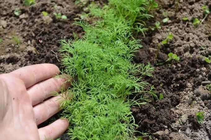 Как вырастить пышный и ароматный укроп 🌱