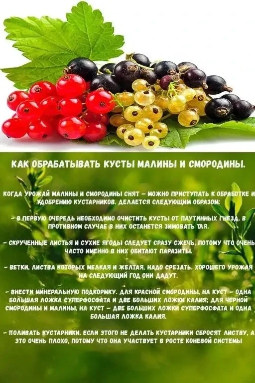 Обработка кусты малины и смородины.