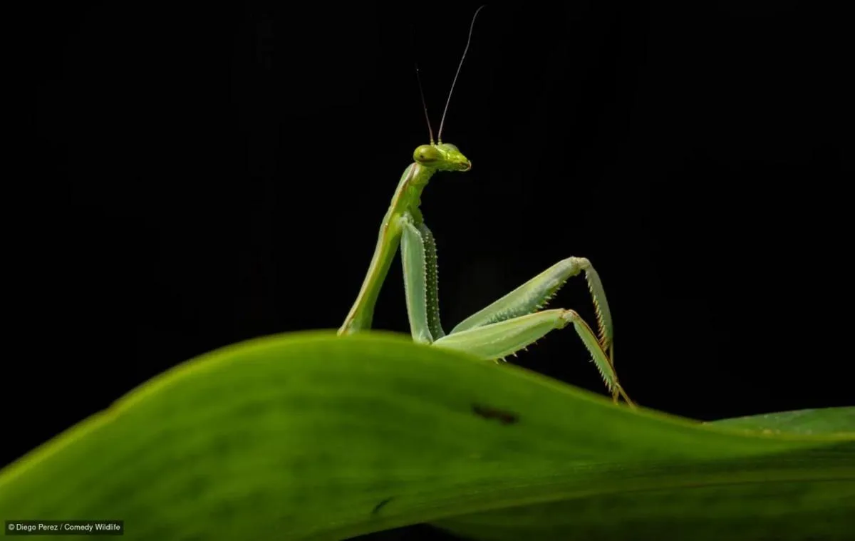 © Диего Перез / 2026 The Comedy Wildlife Photography Awards