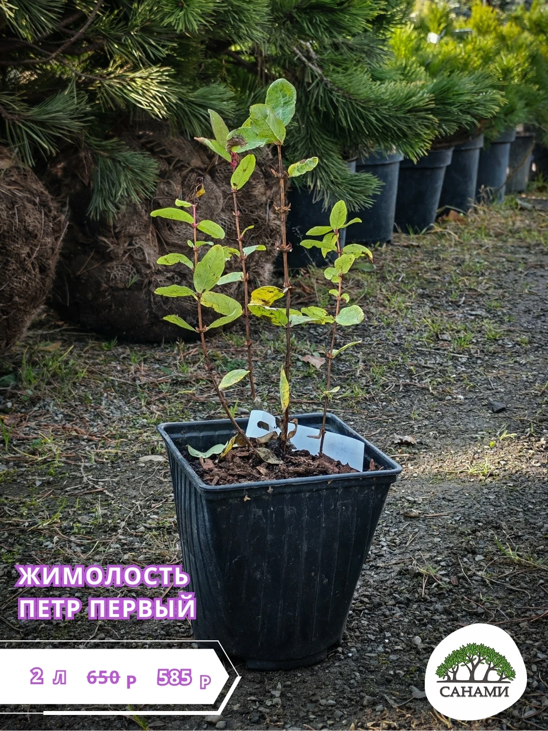🌱 Петр Первый, 🌱 Суворов - у каждого свой характер! Зрелые ягоды на кустах держатся к...