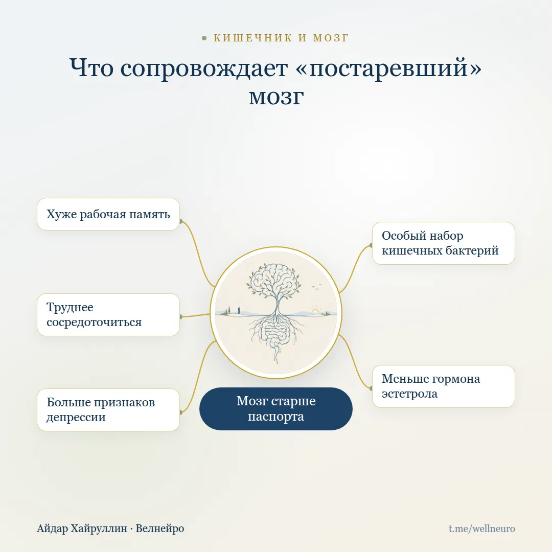 Возраст мозга можно прочитать по кишечнику