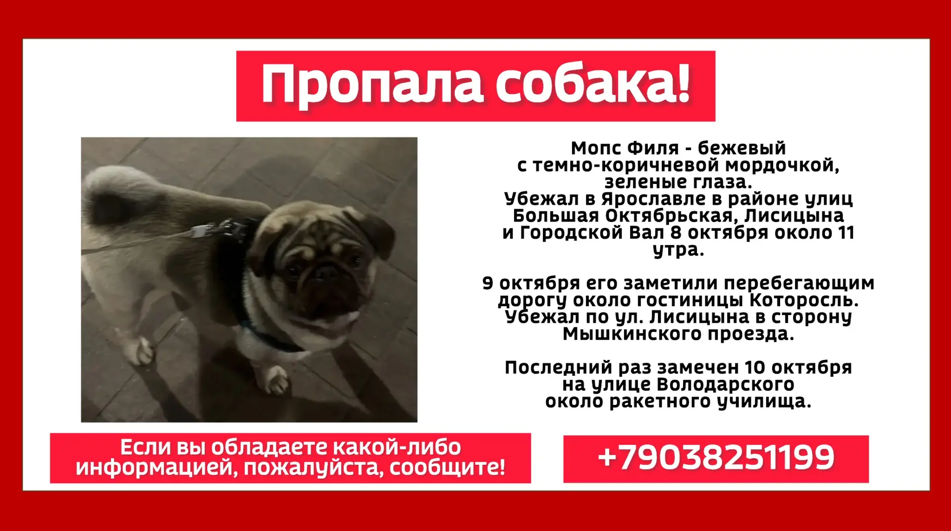 ‼️Пропала собака!