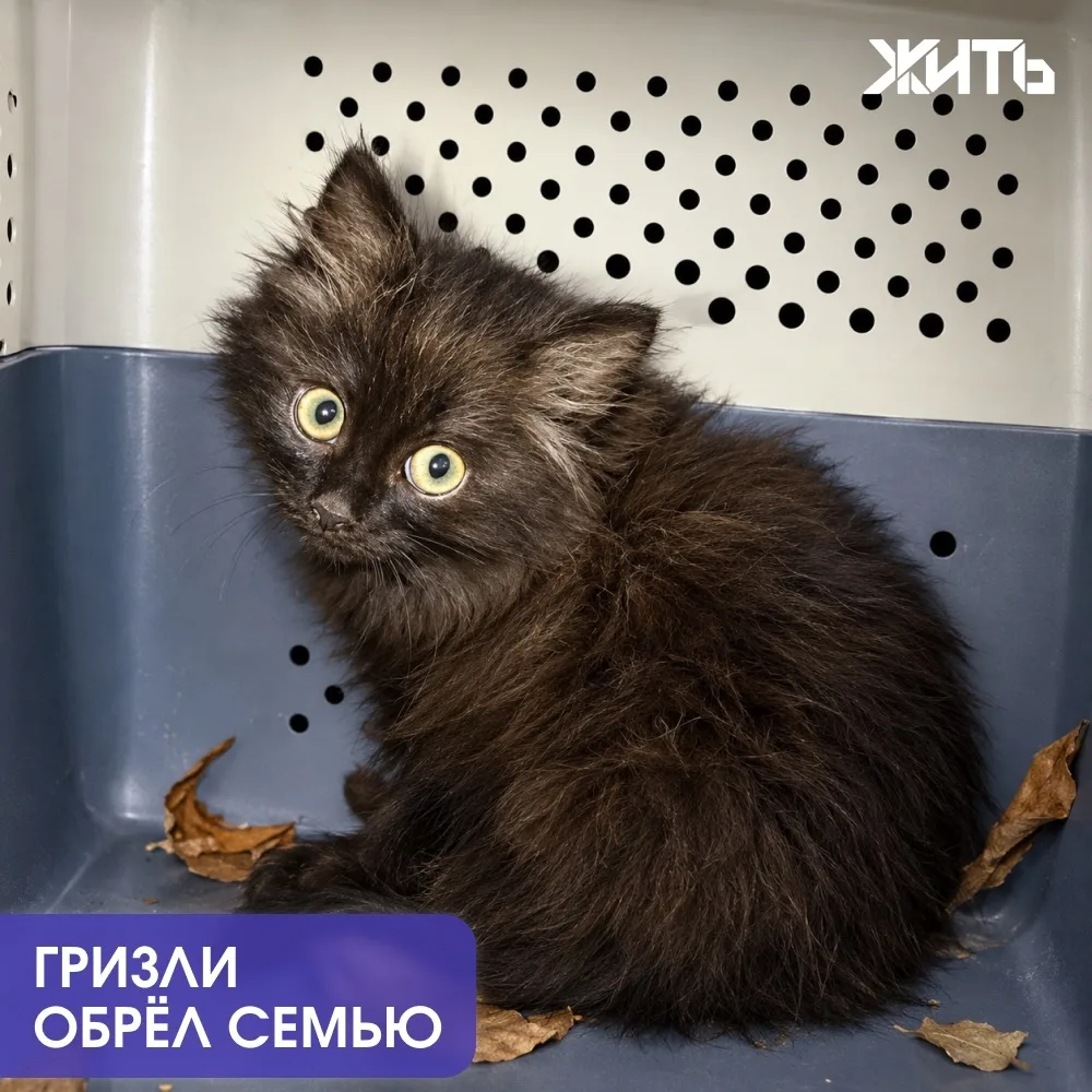 В Москве спасли котёнка, застрявшего под капотом каршеринга, и сразу нашли ему дом. Про...