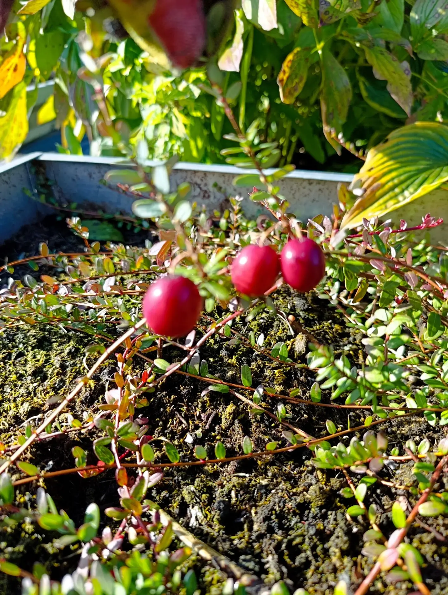 🪴 КЛЮКВА И БРУСНИКА — САЖЕНЦЫ УЖЕ ЖДУТ ВАС!