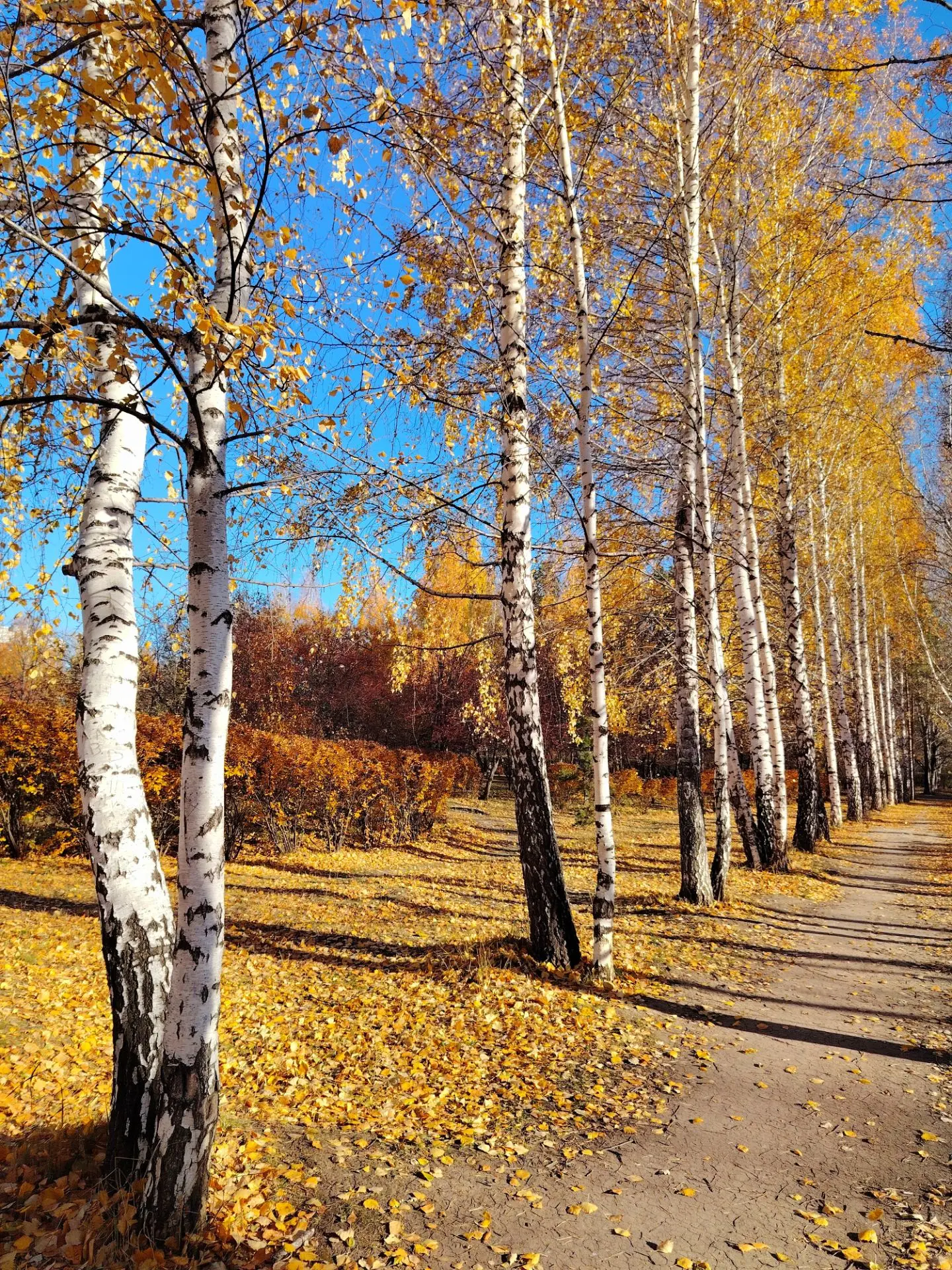 Осень в парках и скверах 🍁 #Тюмень