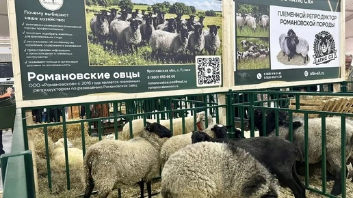 Ярославские предприятия завоевали золотые медали на аграрной выставке «Золотая осень»