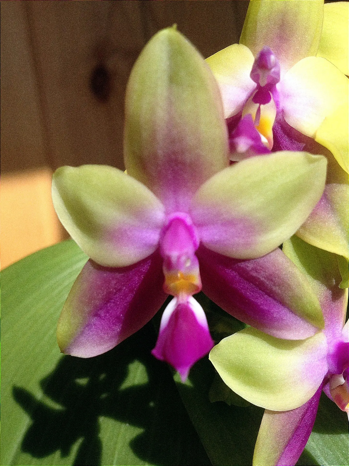 🌺Phal.Samera (bellina x violacea) x sib , Ching Hua Orchids