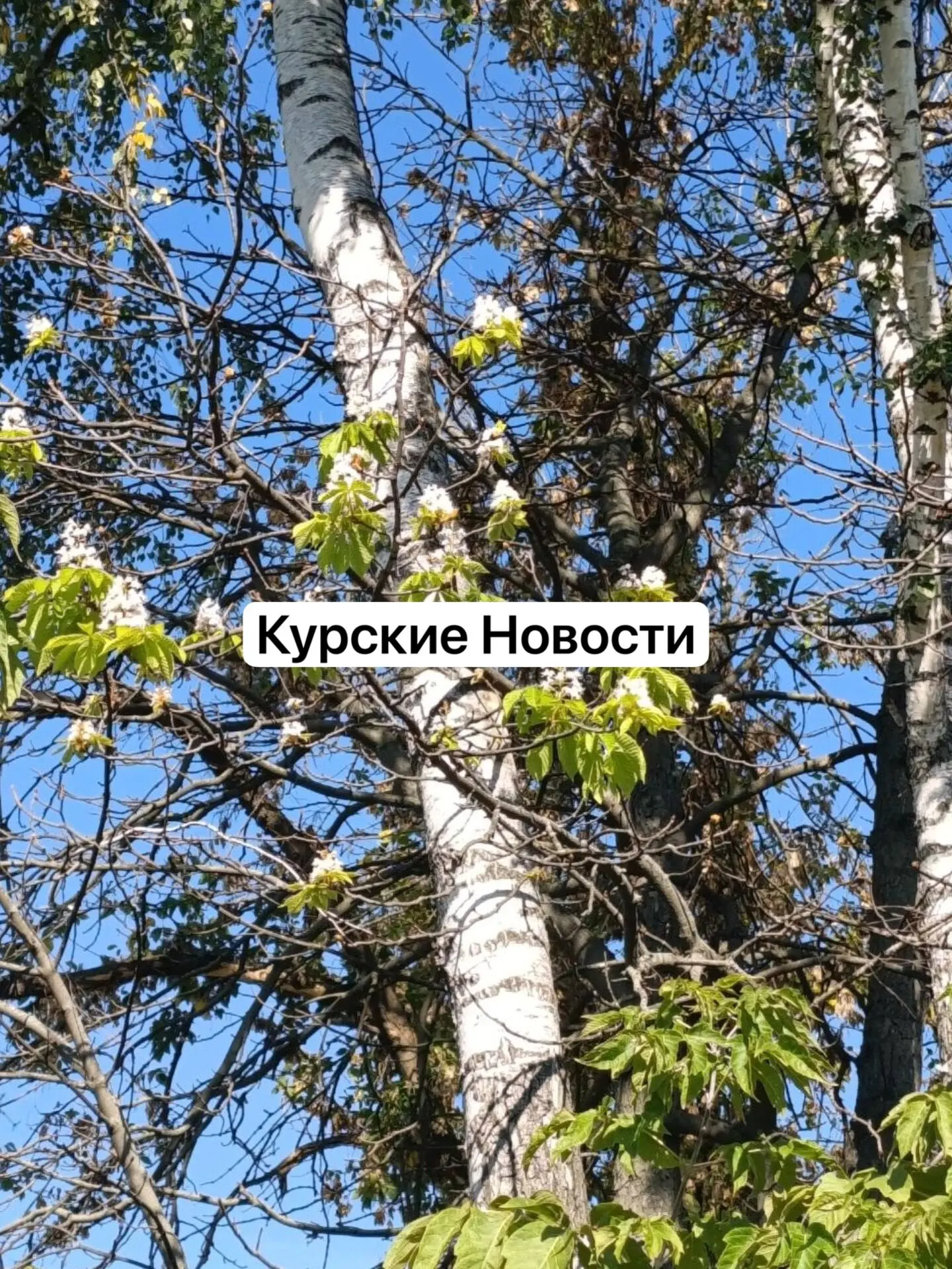 На Рокоссовского перед остановкой цветёт каштан