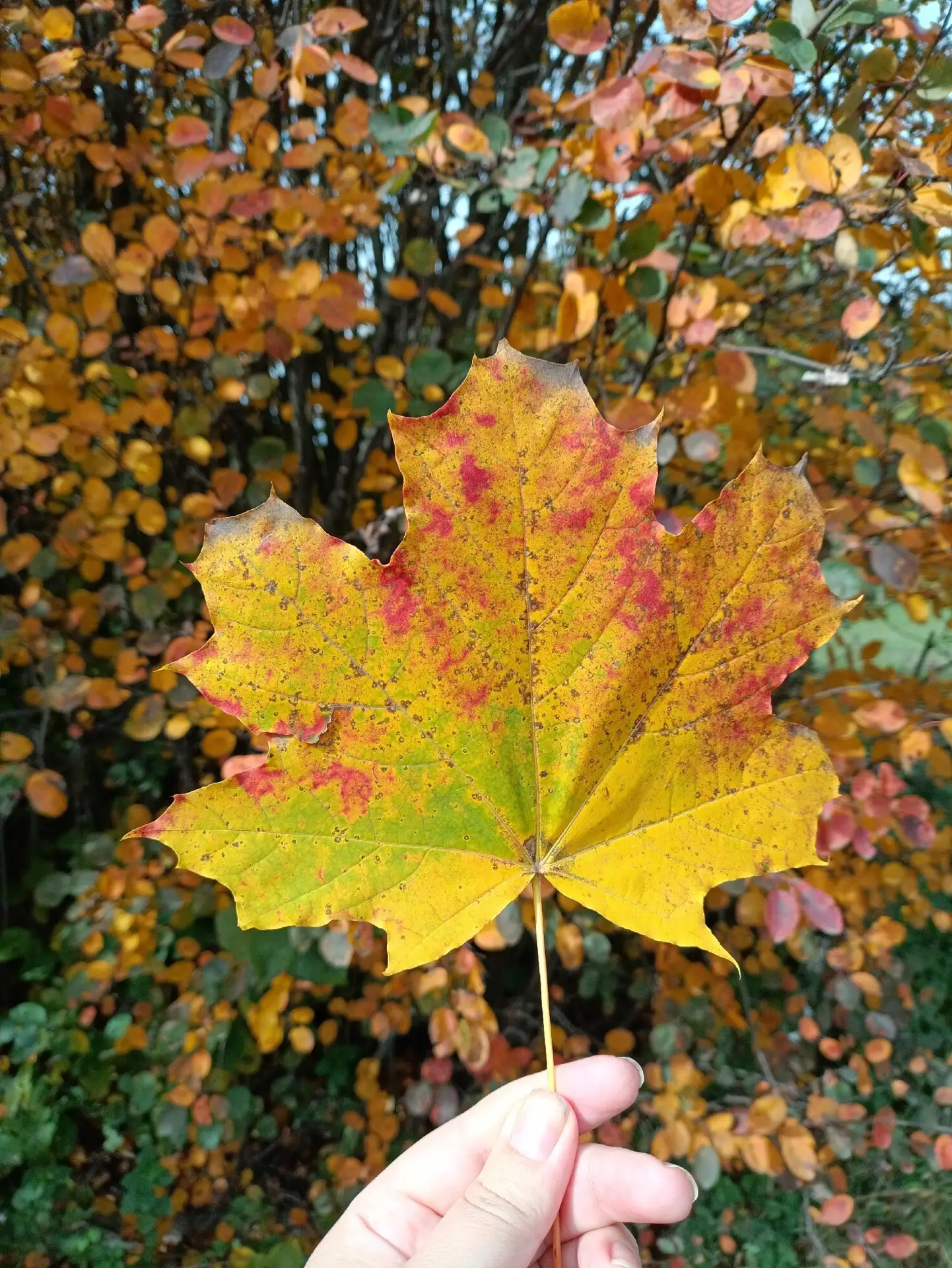 Красота осени 🍁