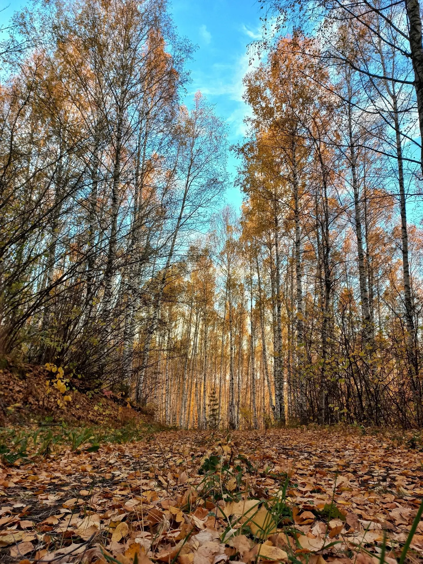 Доброе утро!🍁🍁🍁