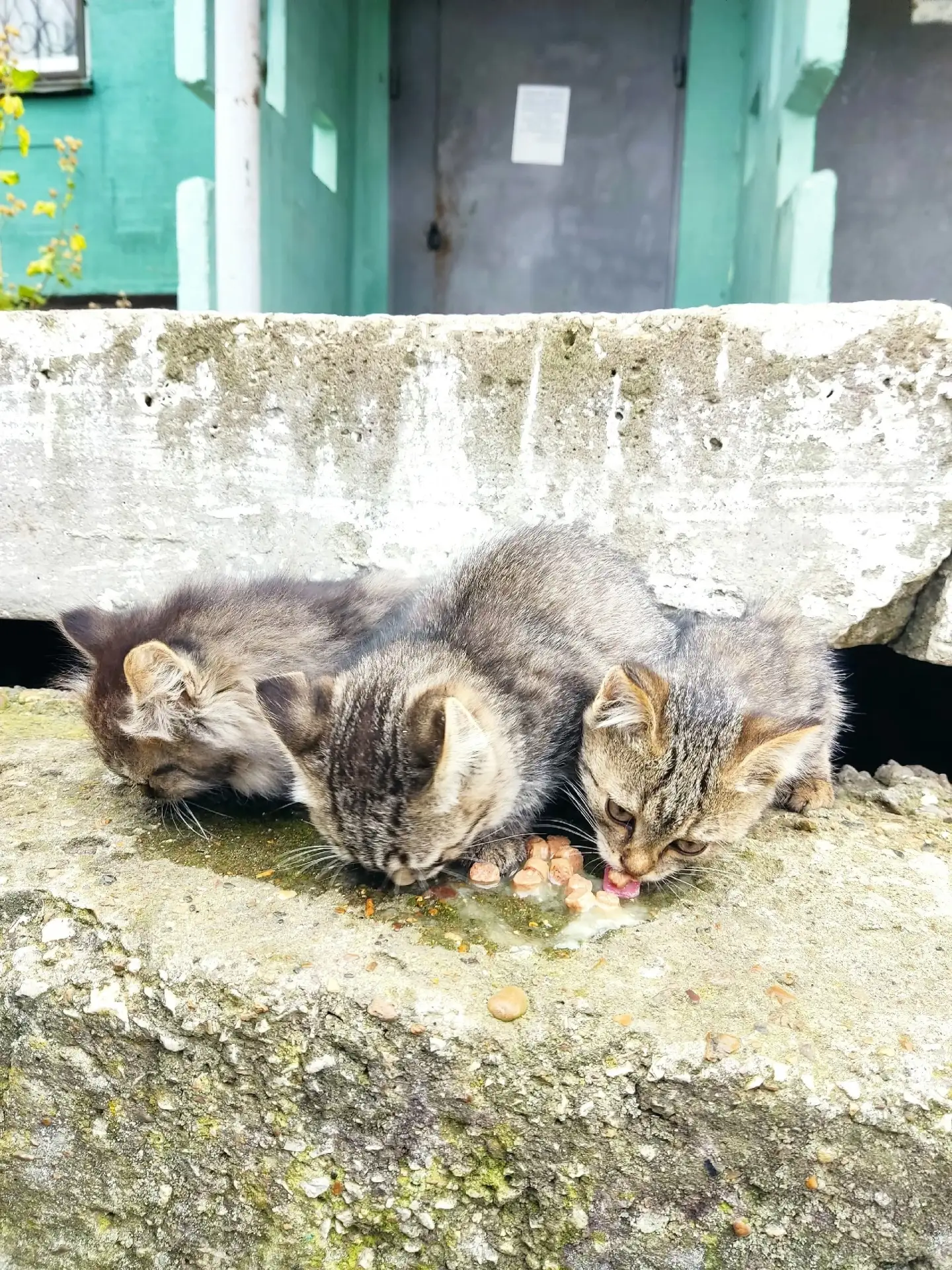 Прекрасные котята ищут дом🏡❗
