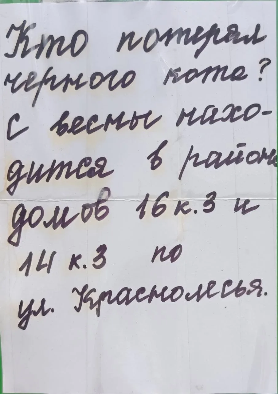 Замечен черный кот (Екатеринбург, Академический район, УНЦ)