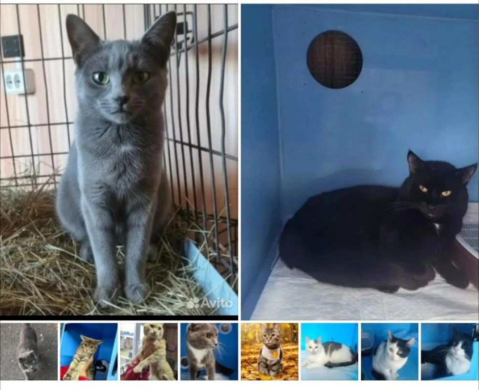 🐾 Один день из жизни городского приюта: там, где ждут семью