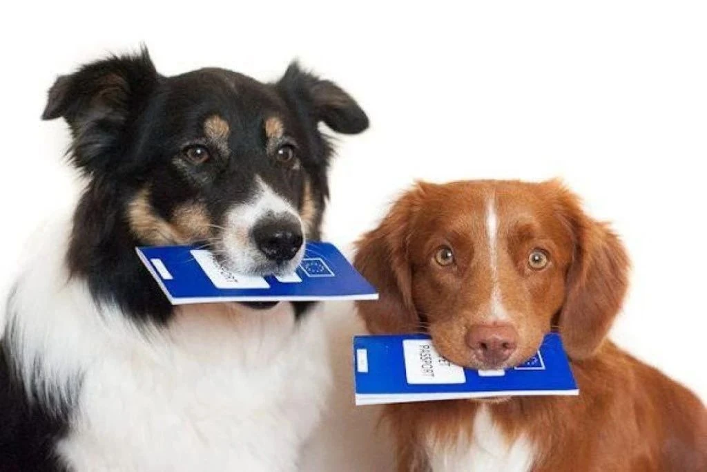 🐕 🐈 В Якутске прошла акция по бесплатной вакцинации и чипированию питомцев
