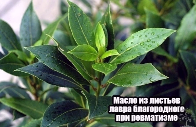 Масло из листьев лавра благородного при ревматизме