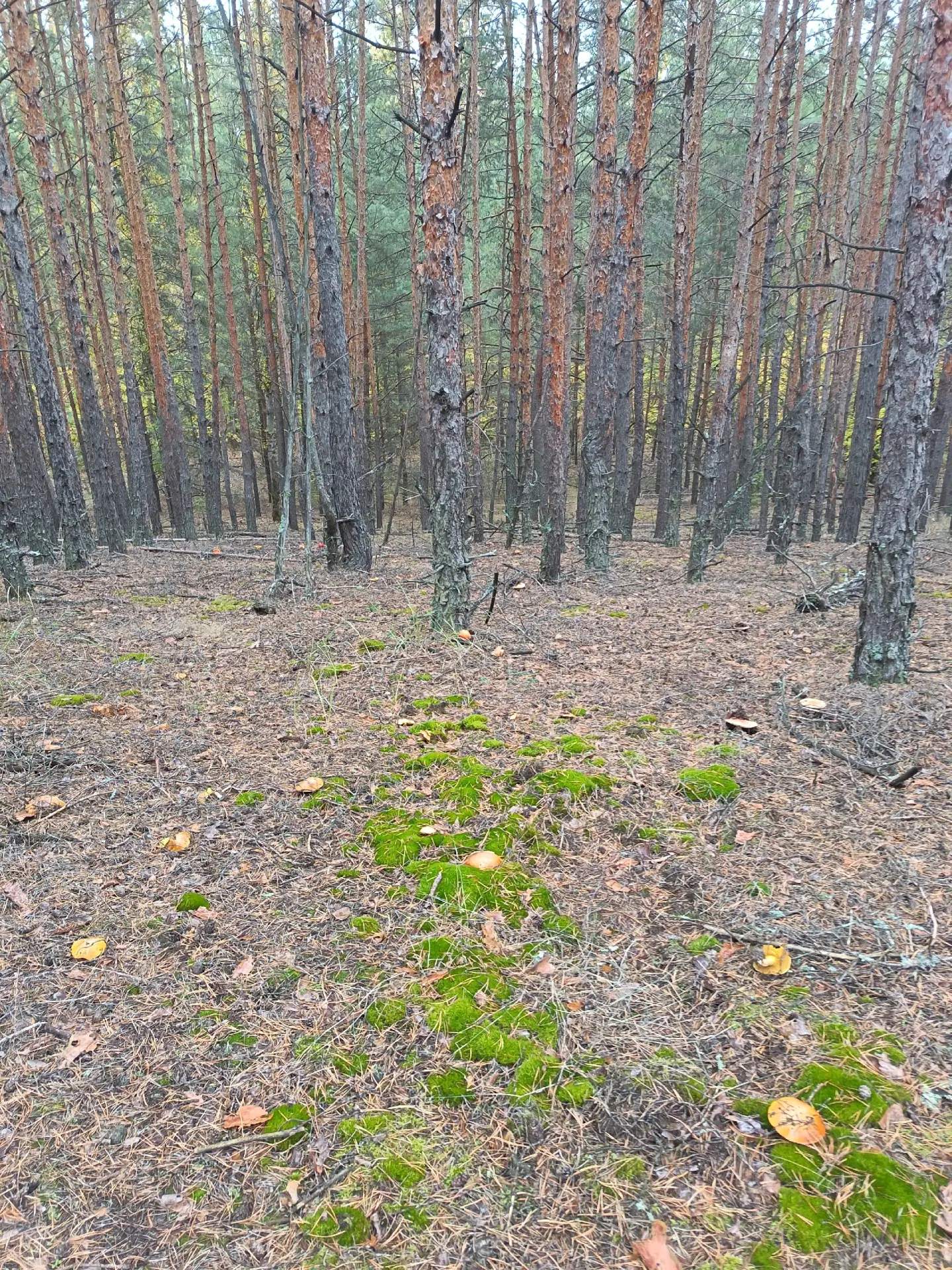 🍄В Воронежской области 29 человек отравились грибами