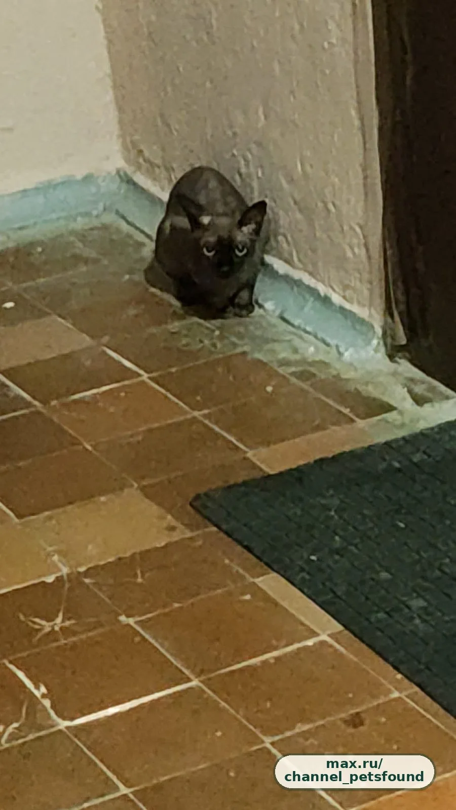 🐾 Найден питомец — Балашиха